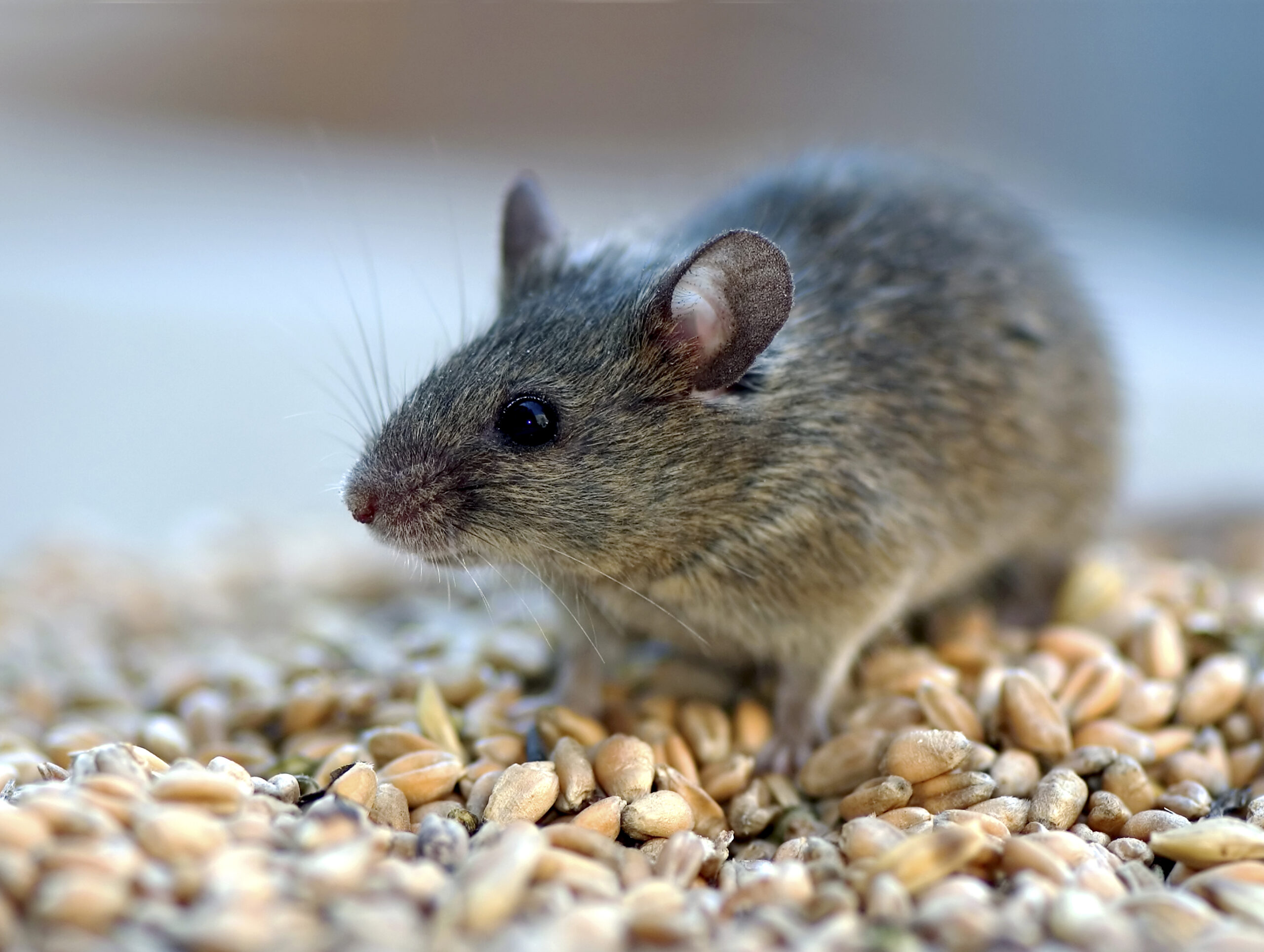 Рис мыши. Мышь. Мышь фото. Мышь и зерно. Мышка животное.