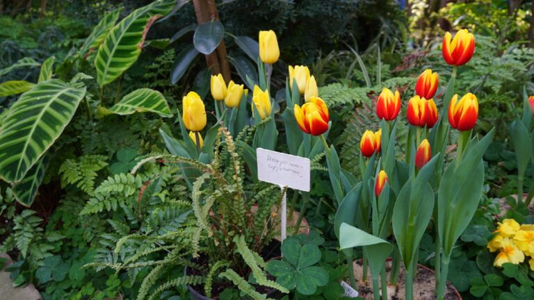 Выставка первоцветов: волжан приглашают прикоснуться к весне