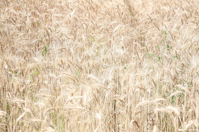 В Калаче-на-Дону с теплохода рассыпали карантинную пшеницу