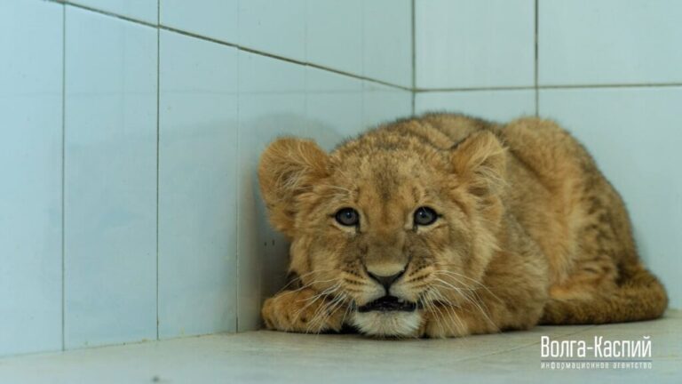 Зоопарк в Крыму готов принять контрабандных львенка и обезьяну из Волгограда