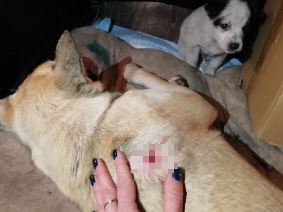 «Кто-то зверски поиздевался»: в Волгограде неизвестные расстреляли собак