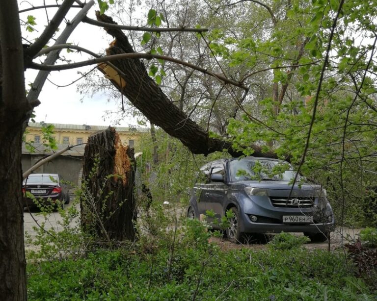 Автовладельцы Волгограда в очередной раз страдают от поломанных ветром деревьев