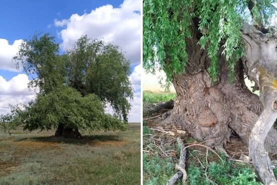 В Астраханской области растет 250-летнее дерево