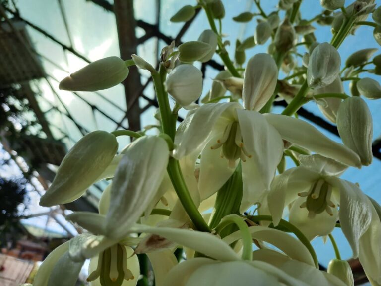 Ботанический сад приглашает волгоградцев увидеть цветение юкки