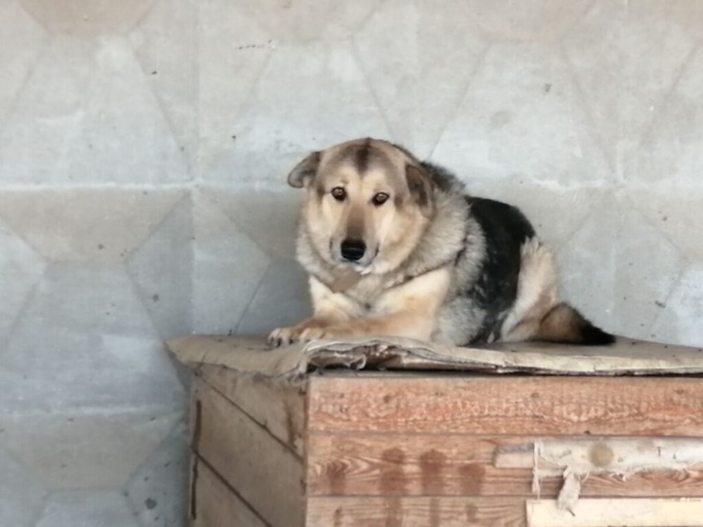«Возвращают собак, потому что слишком добрые»: как сейчас живет приют «Островок надежды» в Волжском