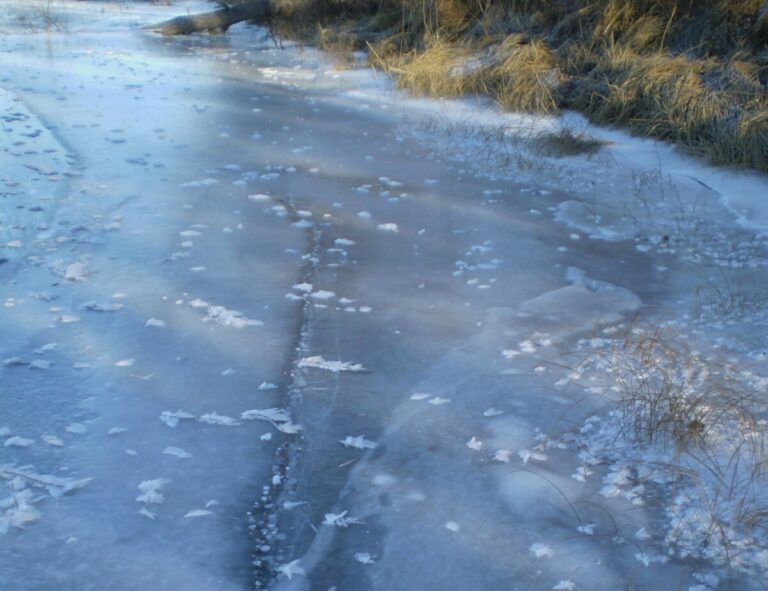 Волгоградские специалисты посчитают животных, обитающих подо льдом
