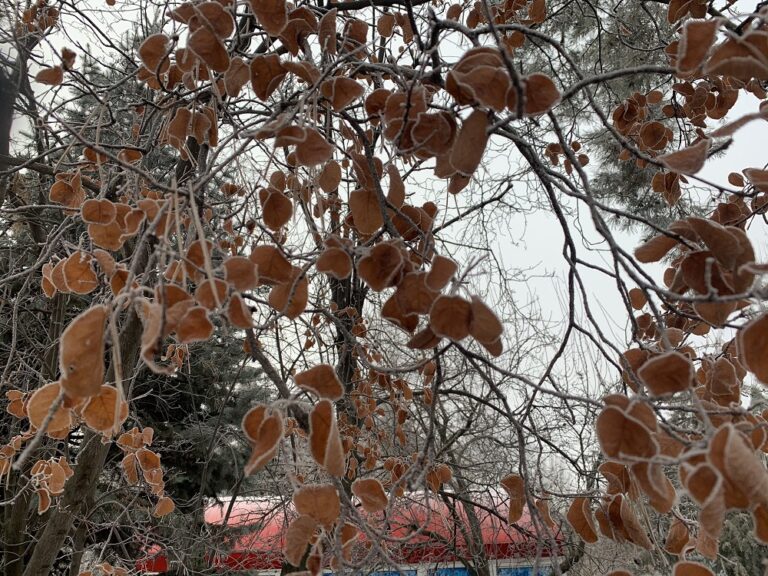 В Волгограде ждут облачность и легкий морозец