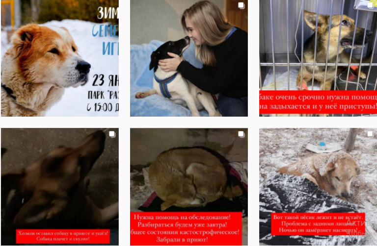 Хвостатый дом приют для животных. Хвостатый дом приют для животных волгоград. Приют альма. Хвостатый дом приют для животных волгоград красноармейский телефон. Хвостатый дом приют для животных.