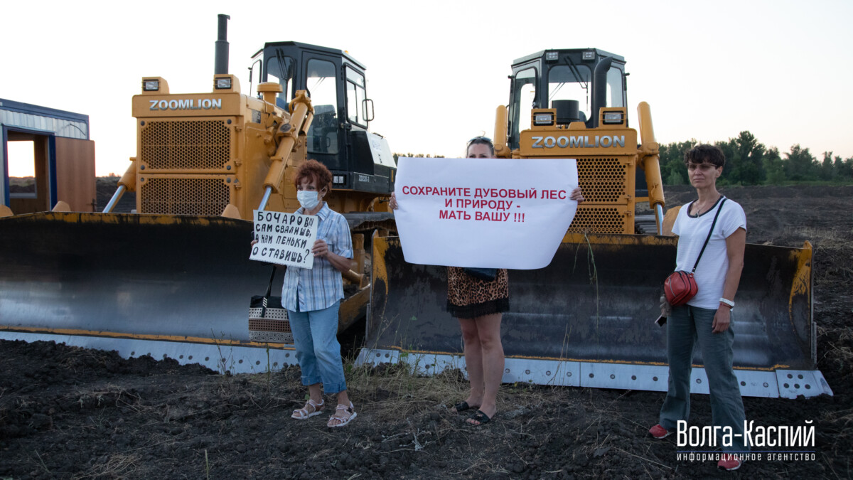 Убитые в Волго-Ахтубинской пойме многолетние дубы пустят с торгов