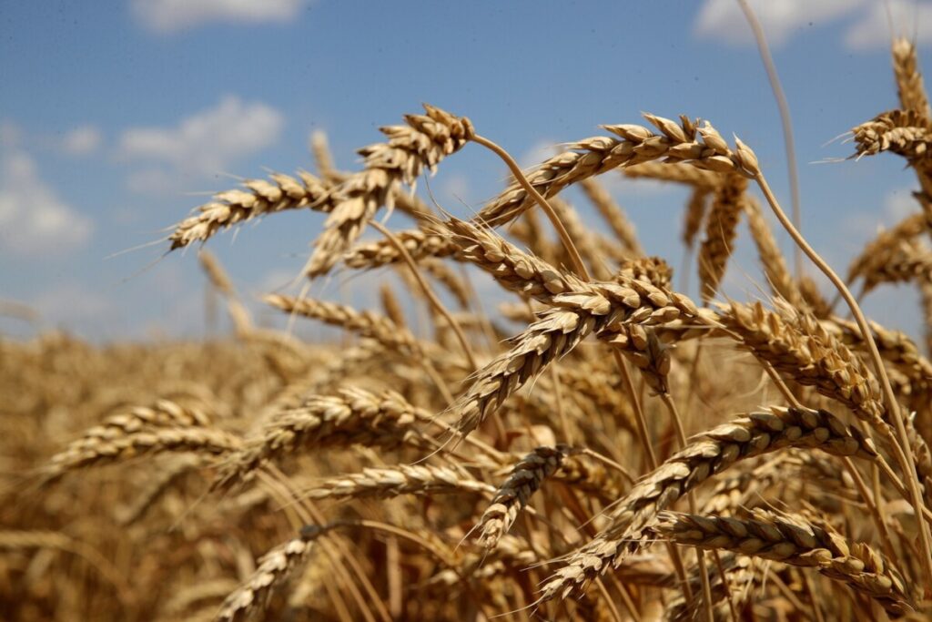 Ростовские хлеборобы побили рекорд по урожаю ранних зерновых