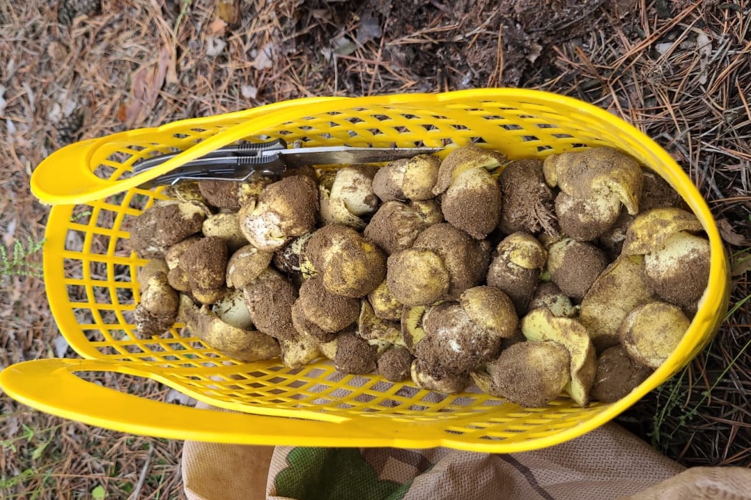 Вывозят ведрами: любители тихой охоты удивляются обилию грибов в волгоградских лесах