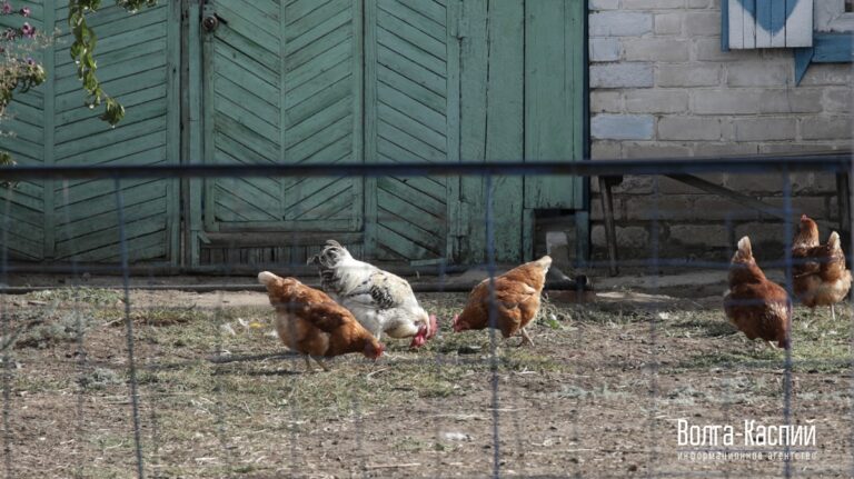«Личное обогащение сотни-другой персон и их семей»: фермер рассказал об уничтожении крестьянства в Волгоградской области
