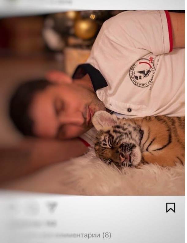 «Он медленно умирает в течение полугода»: волгоградцы выступили против новогодних фотосессии с тигрятами