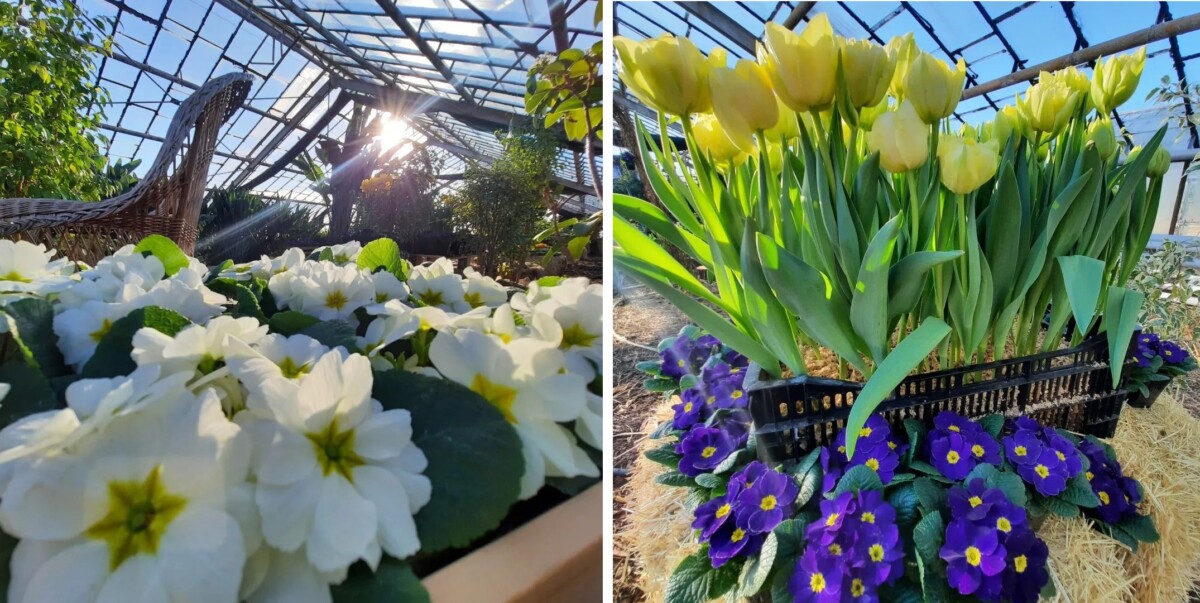 В ожидании весны: выставка первоцветов вызвала аншлаг в Волжском ботаническом саду
