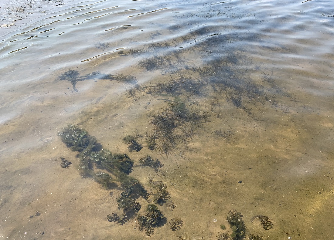 Вода в каспийском море в мае