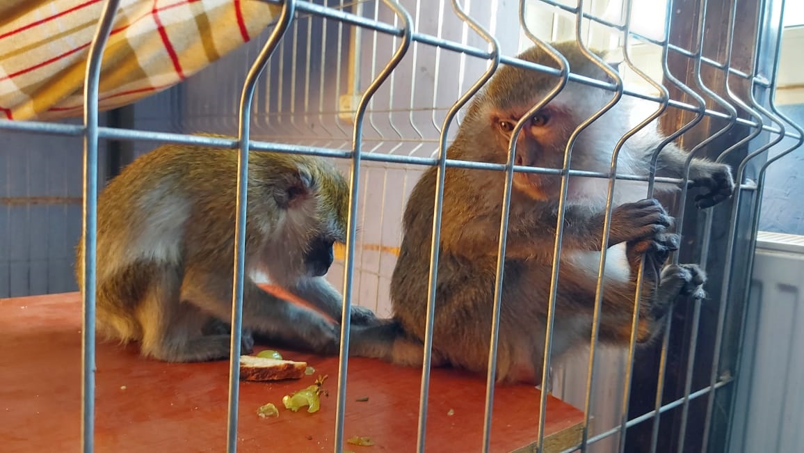 В Волгограде приютили трех обезьян из Астрахани