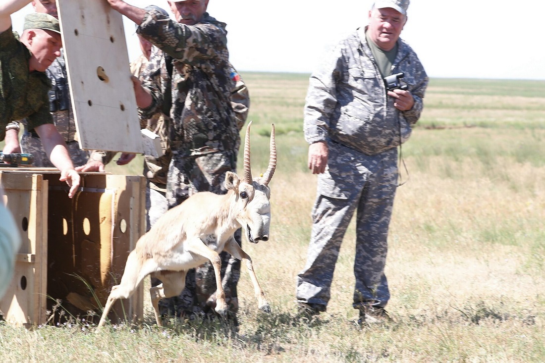 В Астраханской области плодятся реликтовые антилопы