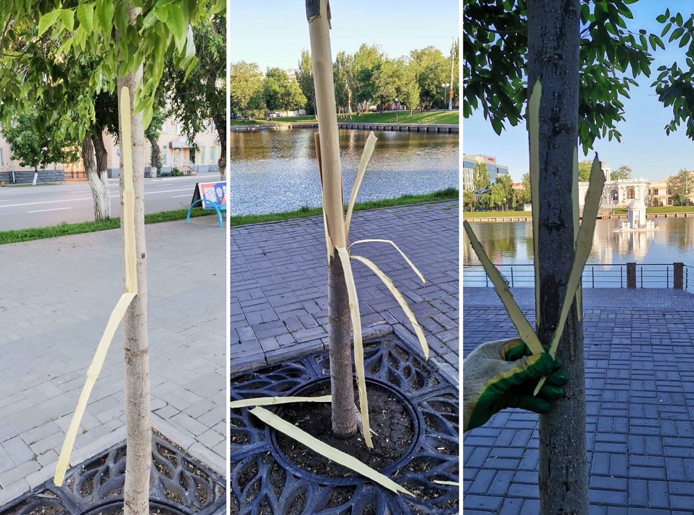 В Астрахани 16-летнего бездельника поставят на учет за изувеченные деревья