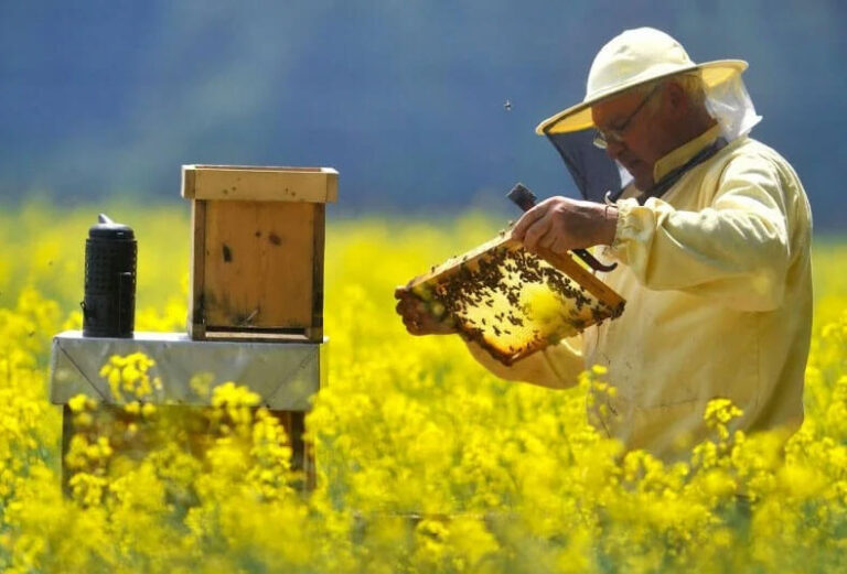 Волгоградский фермер объяснил массовую гибель пчел