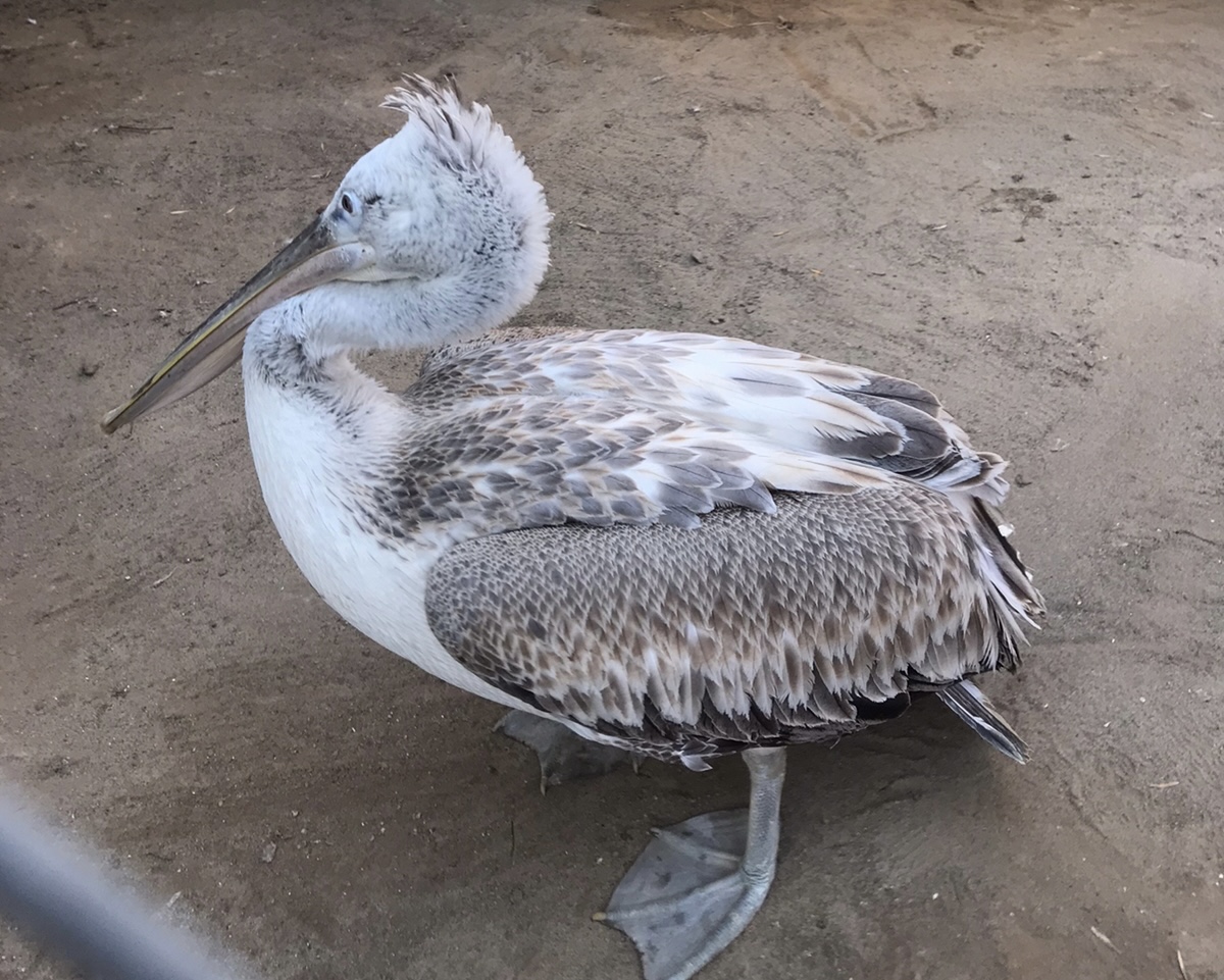 В Астраханской области спасли краснокнижного кудрявого пеликана