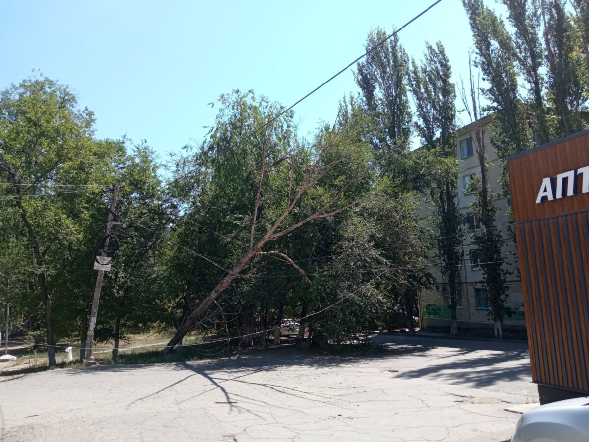 Упавшее на электрические провода дерево в Волгограде было проигнорировано  экстренными службами