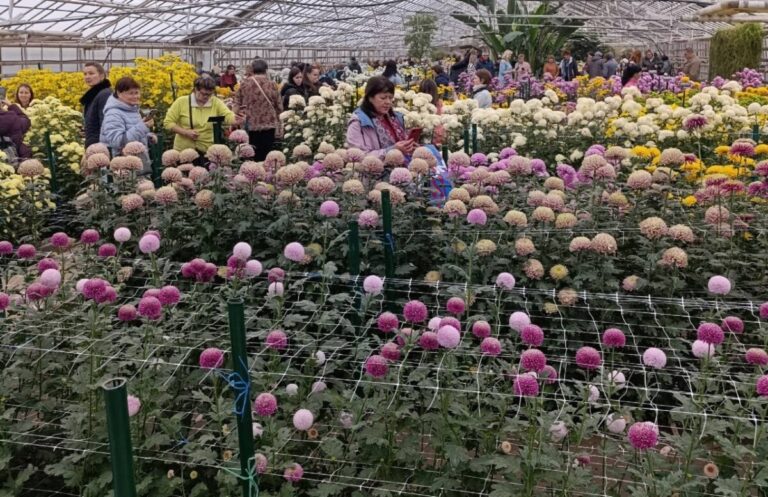 Волгоградцы приглашаются на традиционный праздник цветов «Бал хризантем»