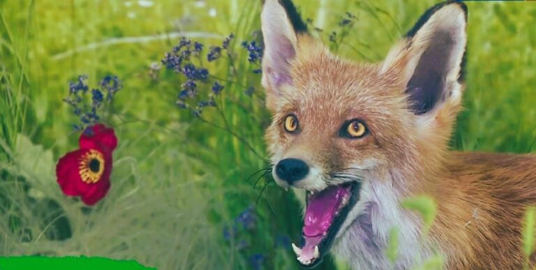 Открытие нового зала «Природа Волгоградской области» в краеведческом музее